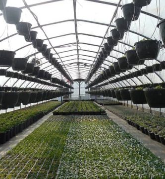 Viveros de plantas en plantacionesagricolas.es