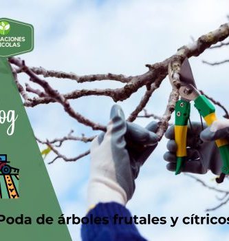 Poda de árboles frutales y cítricos