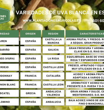 Variedades de uva blanca