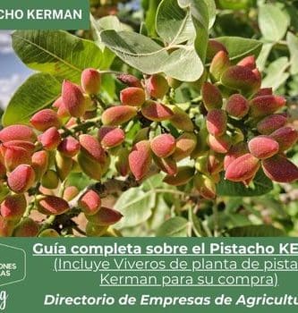 Pistacho Kerman