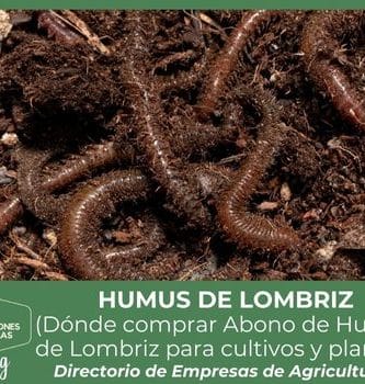 Humus de Lombriz