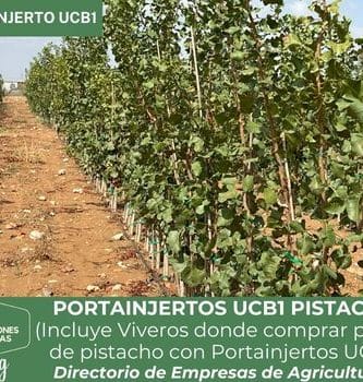 Portainjerto UCB1 de pistacho