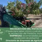 Recolección del pistacho