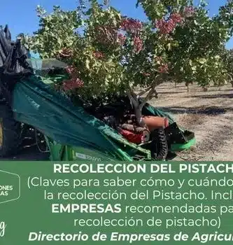 Recolección del pistacho