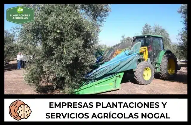 Empresas de plantaciones de nogal 1 Las mejores Empresas agrícolas de plantaciones de nogal
