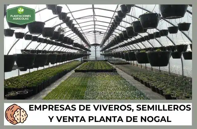 Los mejores viveros de nogales